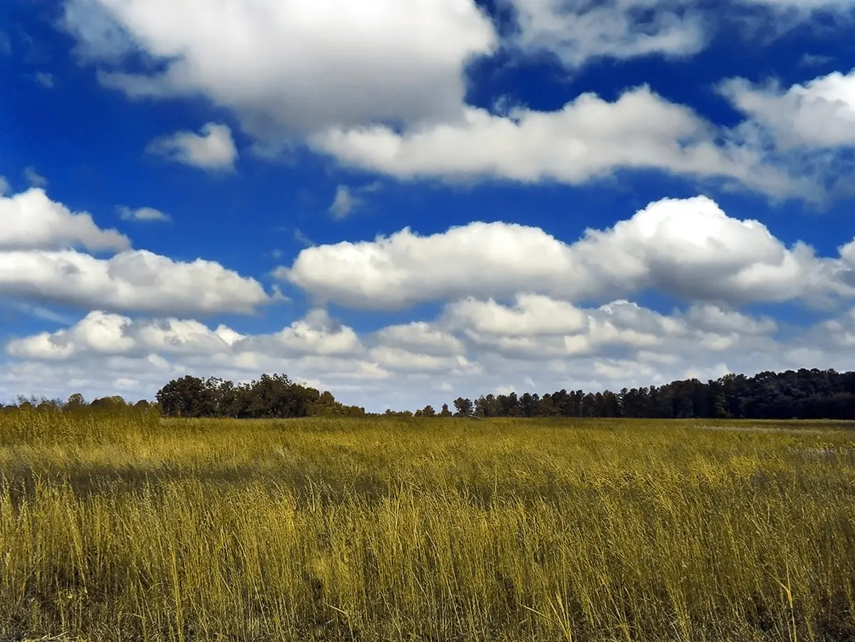 PiccoloNamek — Color-enhanced photo of cumulus clouds above a golden meadow.. Source: English‑language Wikipedia. Licensed under CC BY‑SA 3.0. Changes: None.